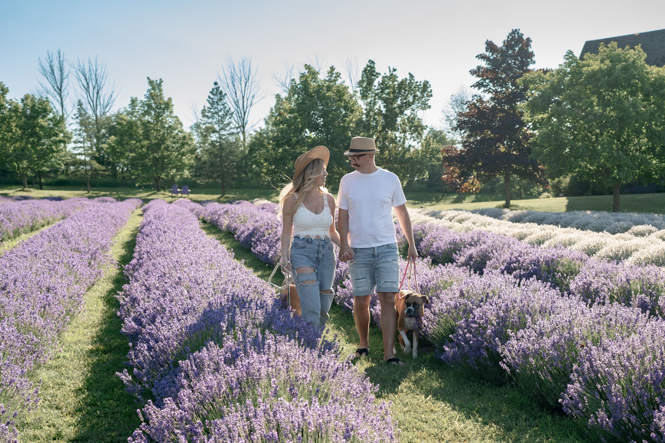 Couple walking dogs in lavender farm — photographed by Alliston and Barrie maternity, newborn, and family photographer.