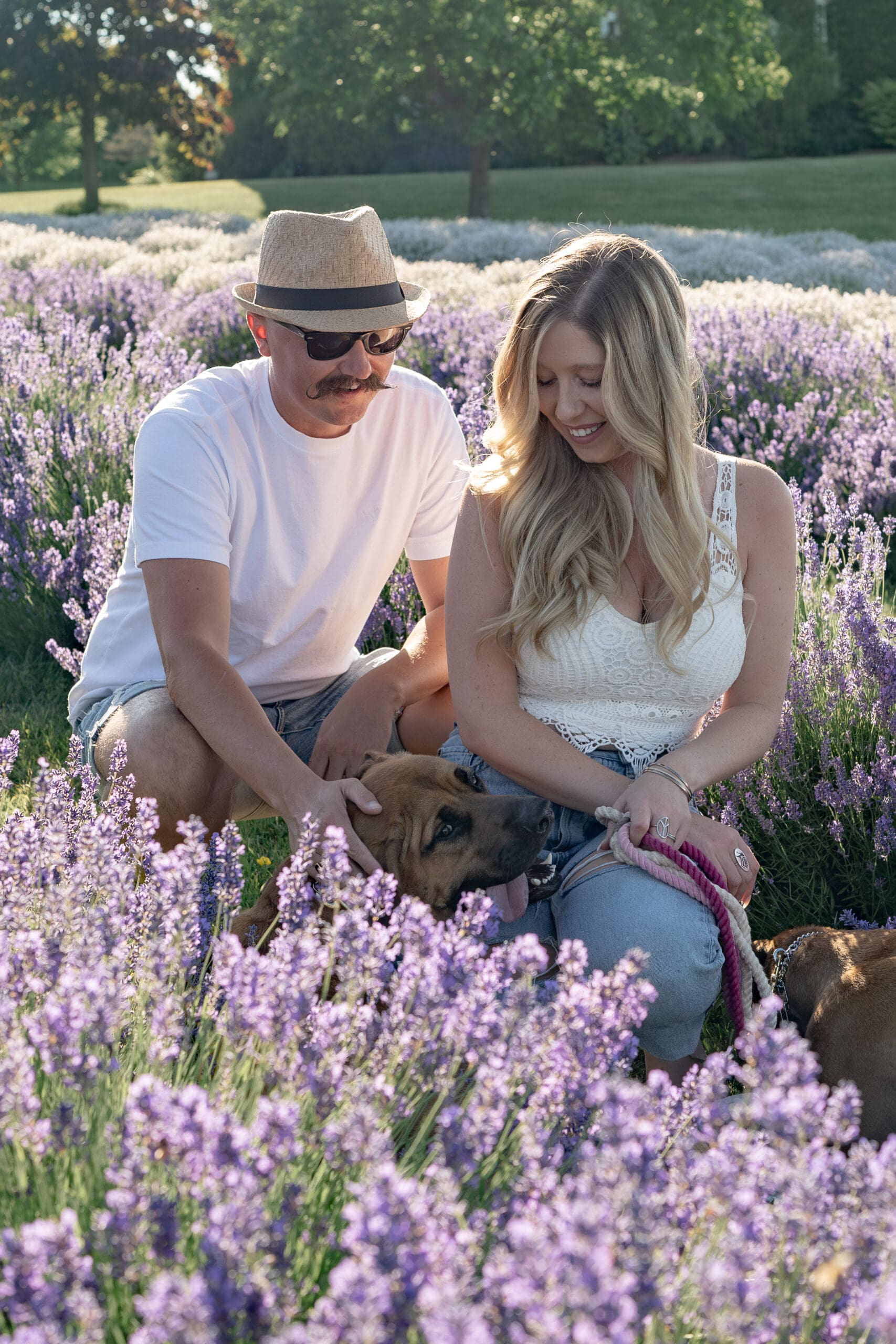 Couple petting dogs in lavender field — photographed by Alliston and Barrie maternity, newborn, and family photographer.